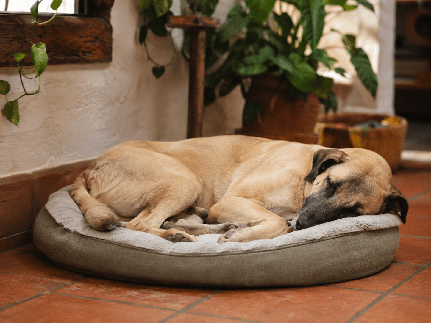 Perro descansando relajado en una cama dentro de un espacio doméstico