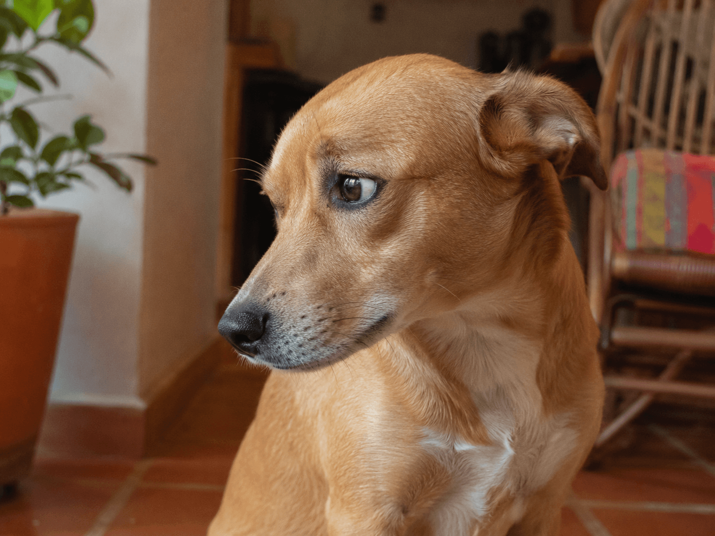 Perro de pelaje café con la mirada desviada y las orejas hacia atrás dentro de casa