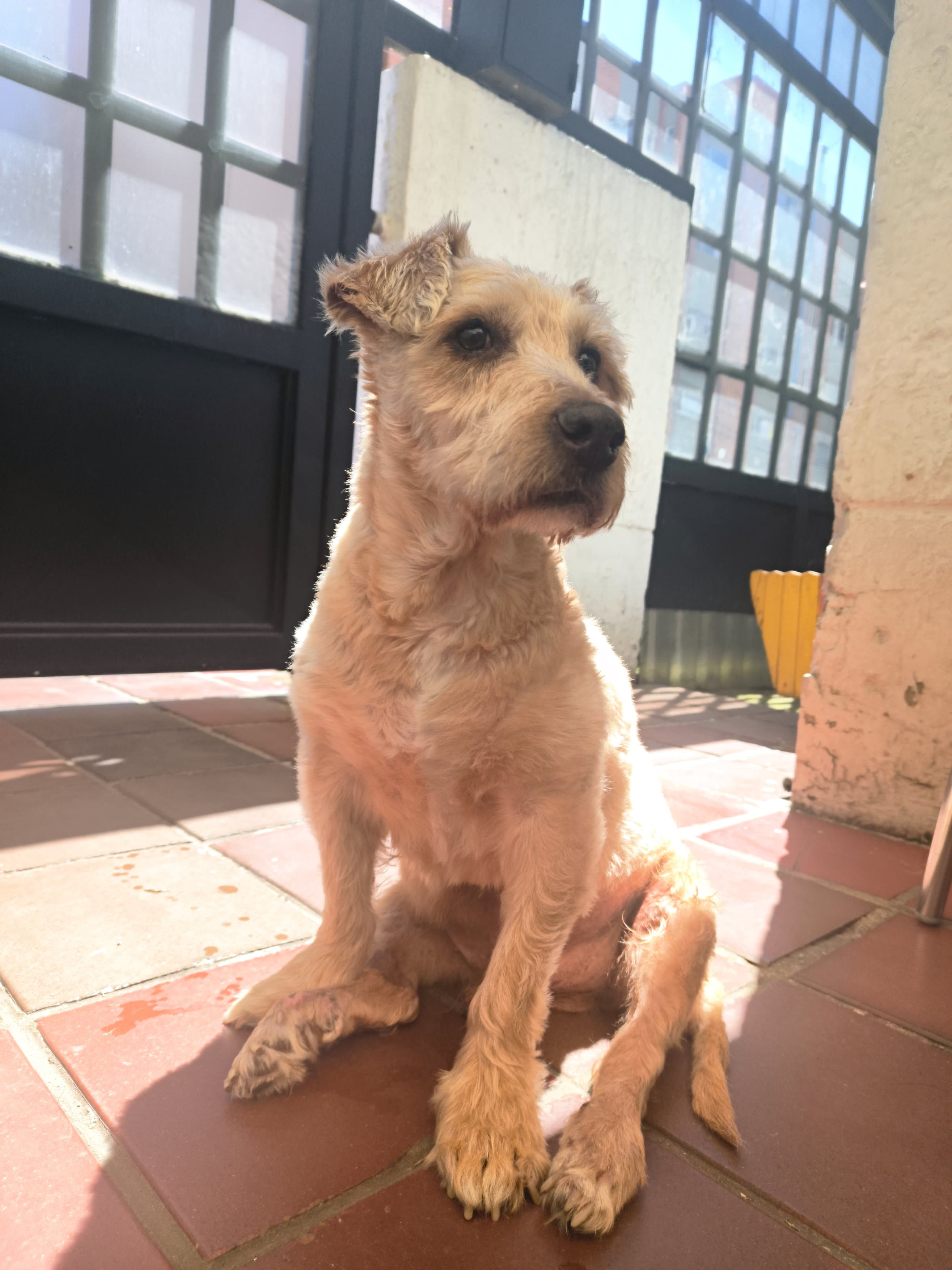 Simba sentado sobre un piso de baldosa, con sus patas traseras apoyadas hacia los lados