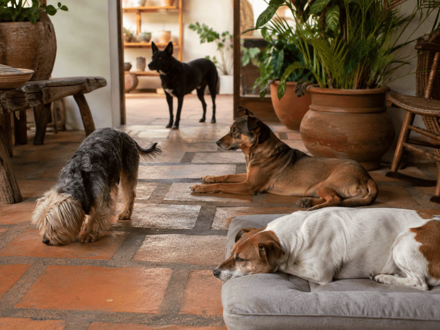 Varios perros compartiendo un espacio doméstico amplio y tranquilo